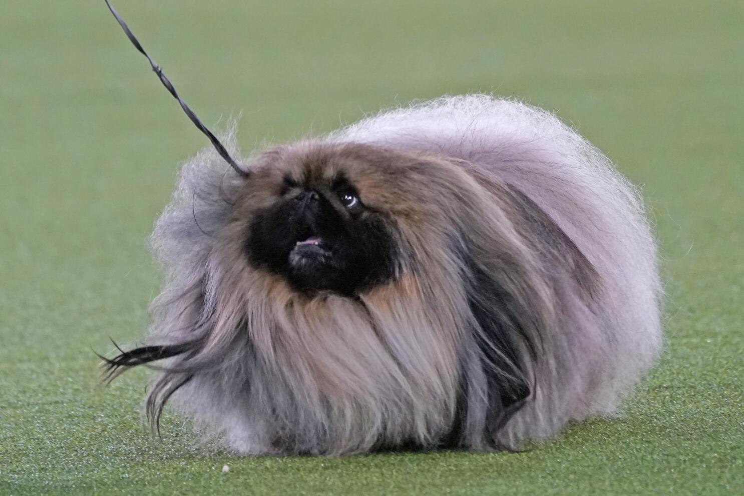 Pekingese fluffy shop
